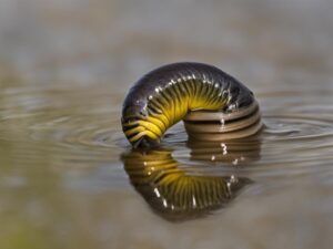 Choosing the Best Worm for Fishing